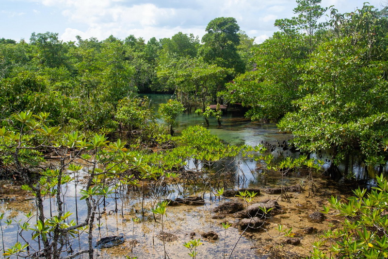 Online Training – Terumbu Karang dan Ekosistem Mangrove