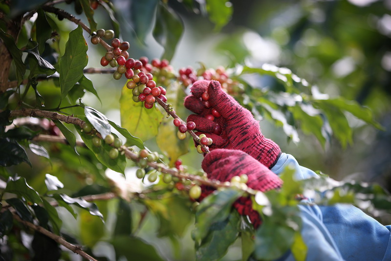 Pengolahan Air dan Tanah pada Perkebunan Kopi
