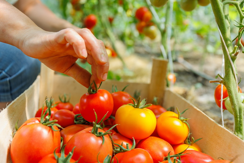 Food Supply Chain Analysis and Availability Management